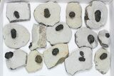Lot: Bargain Gerastos Trilobite Fossils - Pieces #84620-2